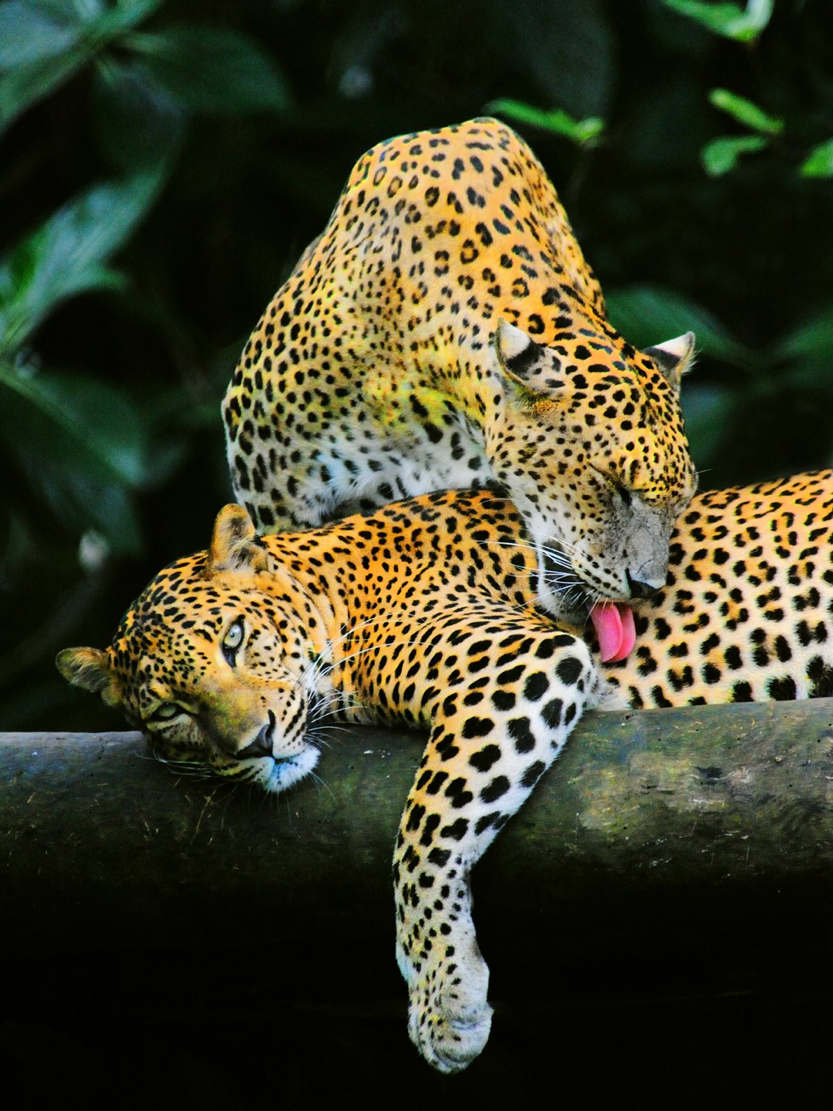 Joyful Journeys team