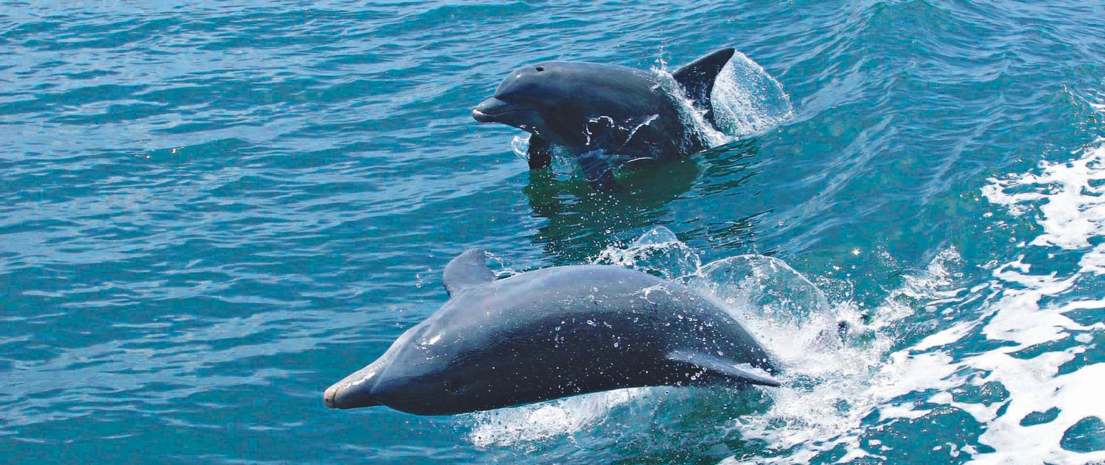 Exclusive 5-Day "Dugong & Dolphin" Itinerary (Kalpitiya)