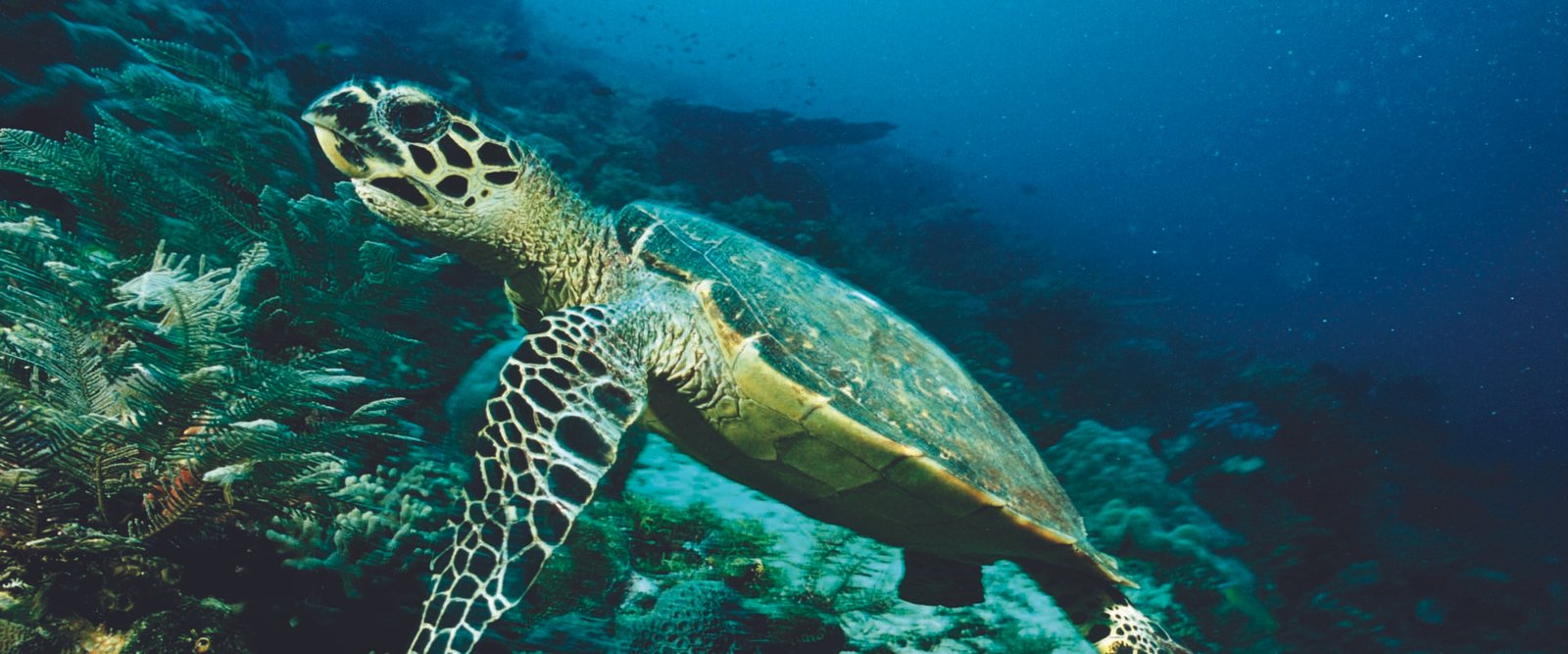 The Pristine East (Pasikuda)