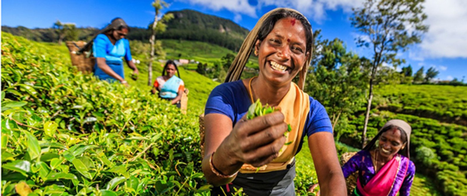 7-Day Sri Lankan Adventure